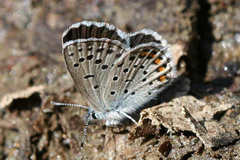 Pseudophilotes vicrama schiffermuelleri