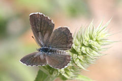 Pseudophilotes vicrama schiffermuelleri