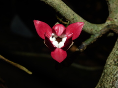 Duguetia cadaverica