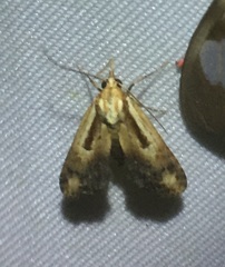 Stictopterinae