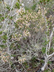 Erica spectabilis