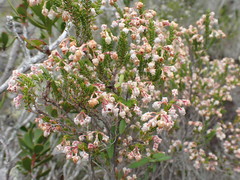 Erica spectabilis