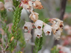 Erica spectabilis