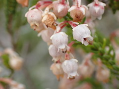 Erica spectabilis