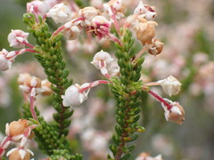 Erica spectabilis