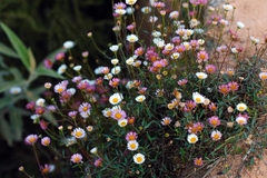 Erigeron karvinskianus image