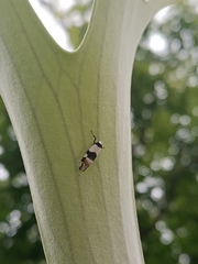 Zonopetala