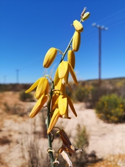Albuca clanwilliamae-gloria