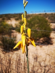 Albuca clanwilliamae-gloria