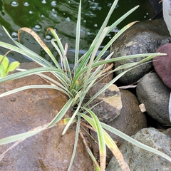 Ophiopogon jaburan