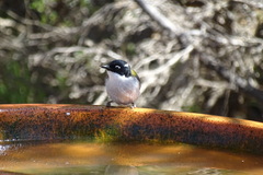 Melithreptus chloropsis