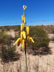Albuca clanwilliamae-gloria