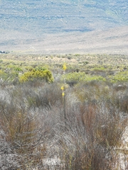 Albuca clanwilliamae-gloria