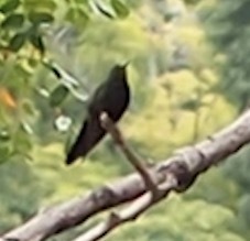 Riccordia swainsonii