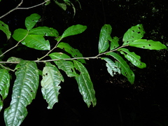 Duguetia cadaverica