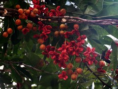 Lepiderema sericolignis