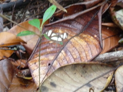 Moschoneura pinthous