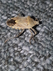 Apodiphus integriceps