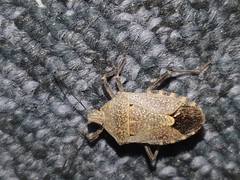 Apodiphus integriceps