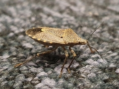 Apodiphus integriceps
