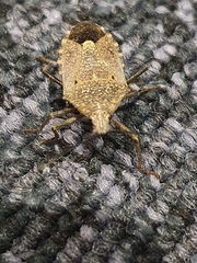 Apodiphus integriceps