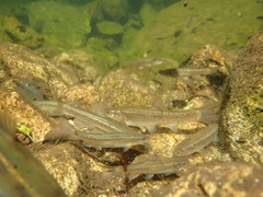 Rhynchocypris oxycephalus