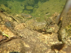 Rhynchocypris oxycephalus