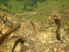 Rhynchocypris oxycephalus