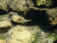 Rhynchocypris oxycephalus