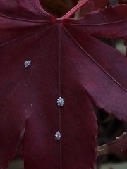 Ceroplastes rusci