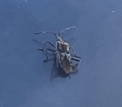 Leptoglossus occidentalis