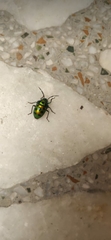 Chrysocoris