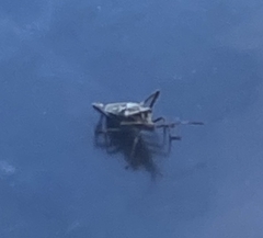 Leptoglossus occidentalis