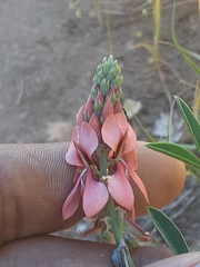 Indigofera complanata
