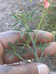 Indigofera complanata