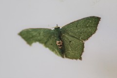 Chloropteryx nordicaria