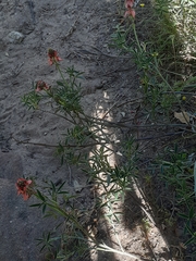 Indigofera complanata