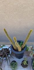 Cleistocactus winteri