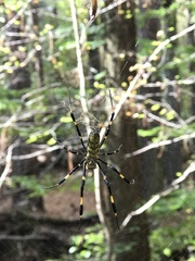 Trichonephila clavata
