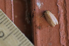 Sparganothis demissana