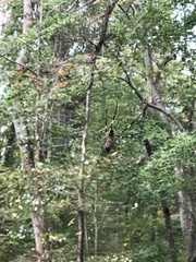 Trichonephila clavata