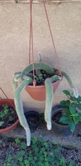Cleistocactus colademononis