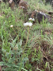 Adenanthellum osmitoides