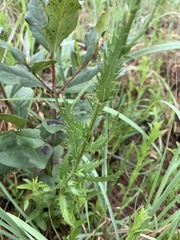 Adenanthellum osmitoides