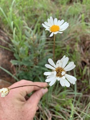 Adenanthellum osmitoides