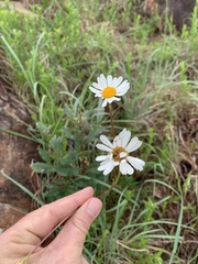 Adenanthellum osmitoides