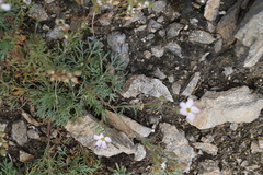 Chamaerhodos grandiflora