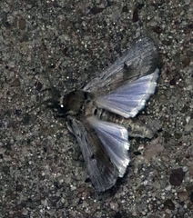 Melitara subumbrella