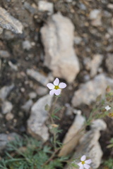 Chamaerhodos grandiflora