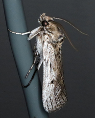 Melitara subumbrella